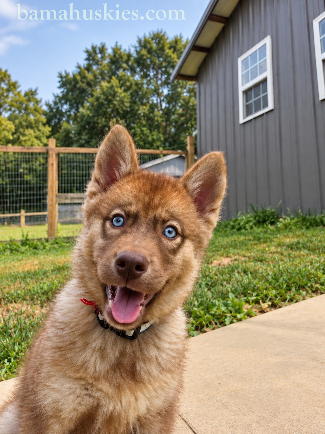 copper husky puppy