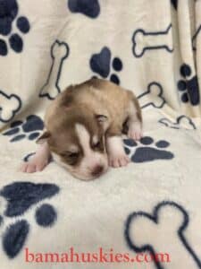 red and white husky puppy