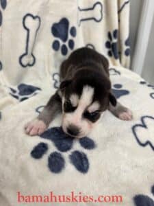 black and white husky puppy