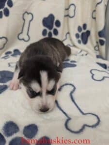 black and white husky puppy