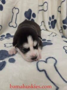 black and white husky puppy