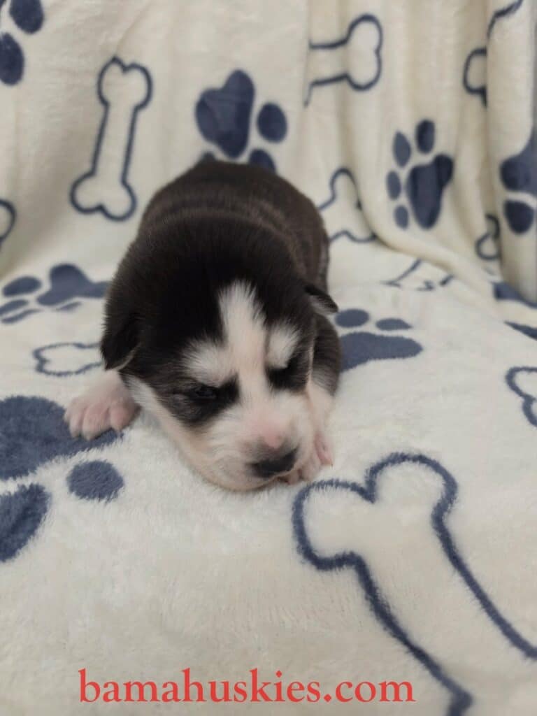 black and white husky puppy
