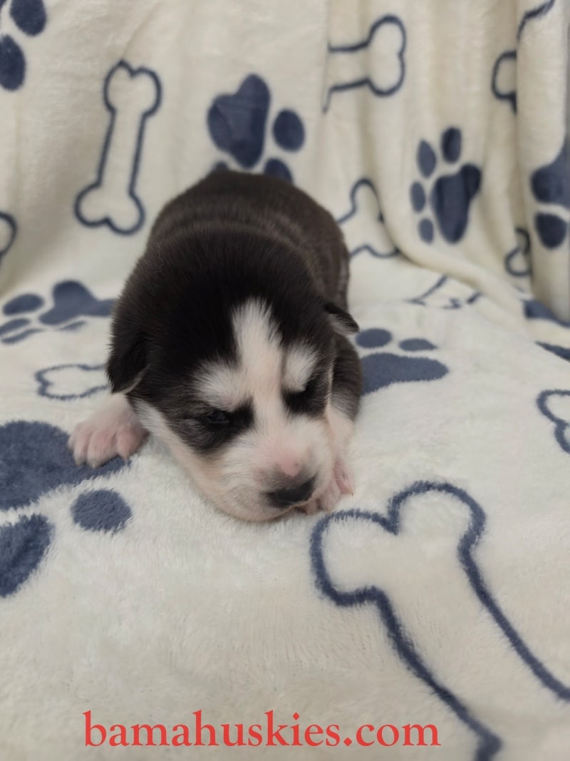 black and white husky puppy