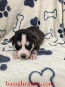black and white husky puppy