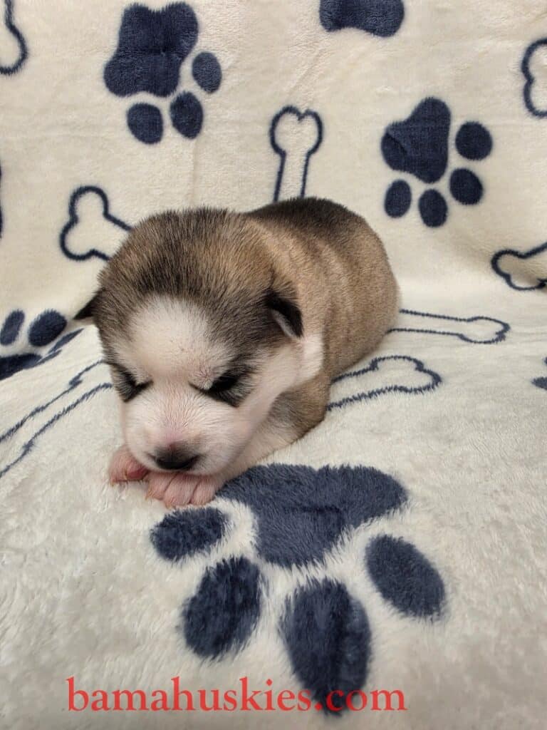 sable husky puppy