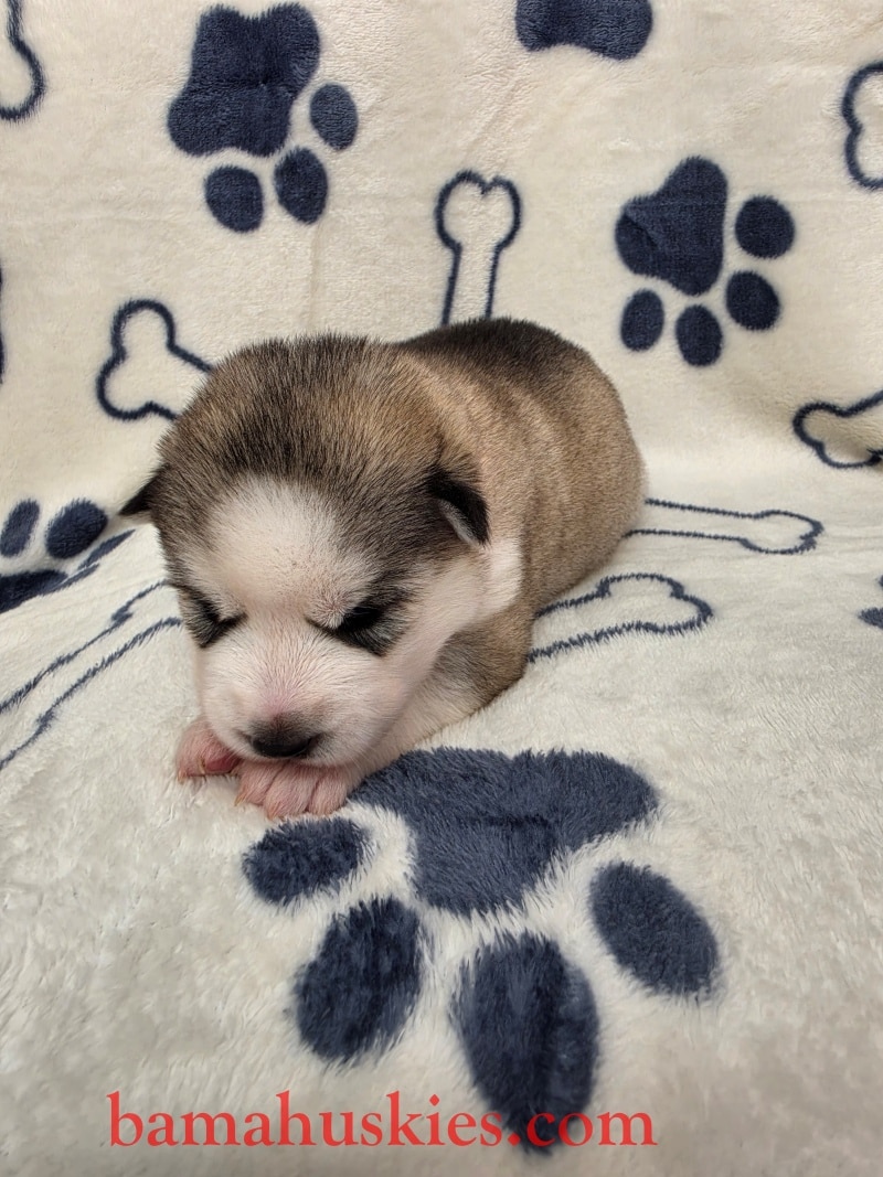 sable husky puppy