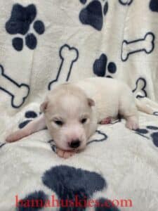 red and white husky puppy