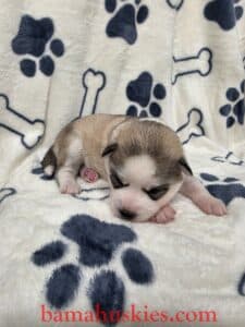 sable husky puppy