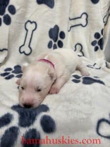 red and white husky puppy