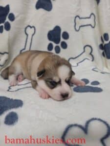 sable husky puppy