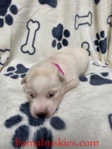 red and white husky puppy