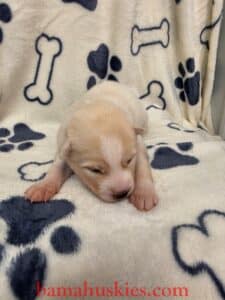 red and white husky puppy