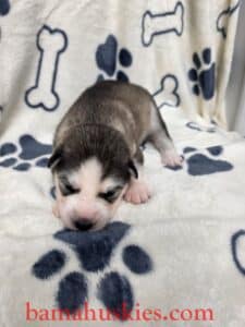 black and white husky puppy
