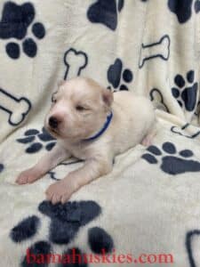 red and white husky puppy
